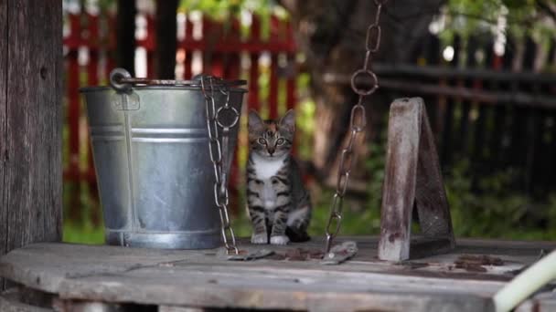 Gatinho Bonito Pouco Senta Poço — Vídeo de Stock