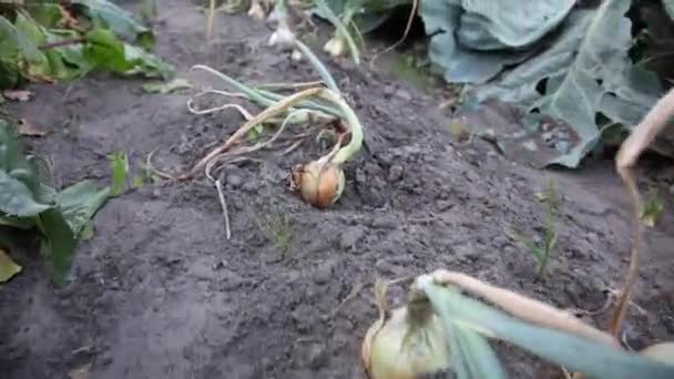 Pétoncle Oignon Pousse Dans Champ Légumes — Video