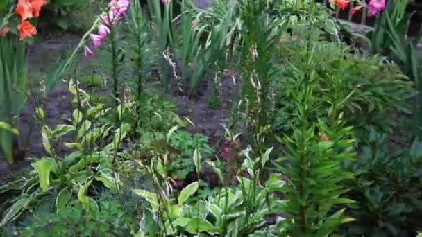 beaucoup de fleurs poussant à l'extérieur. Fleurs après la pluie 