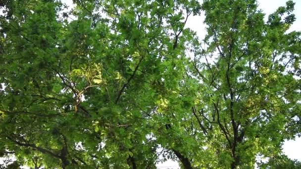 王冠から幹に記録された大きな木 — ストック動画