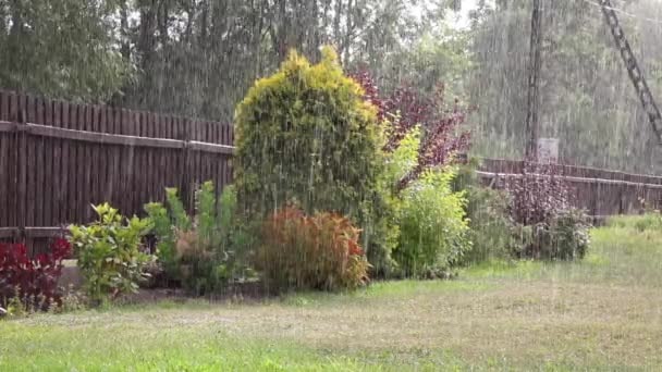 Pioggia Una Giornata Sole Sullo Sfondo Piante — Video Stock