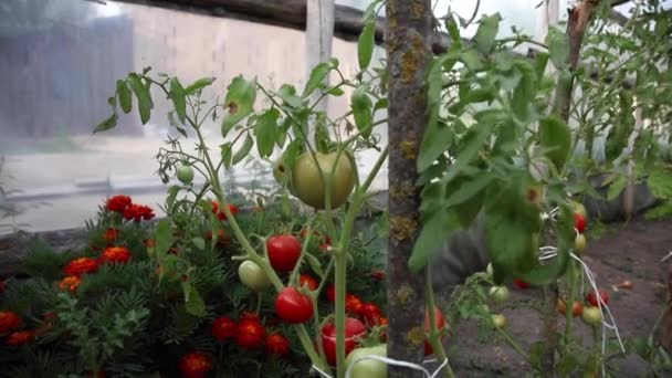 Tomates Rouges Vertes Poussent Sur Buisson — Video
