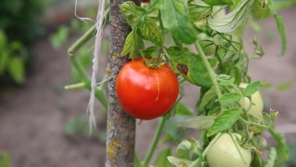 つるに赤と緑のトマト — ストック動画