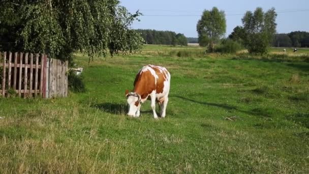 Vaca Vermelho Branca Amarrada Uma Cadeia Come Grama — Vídeo de Stock