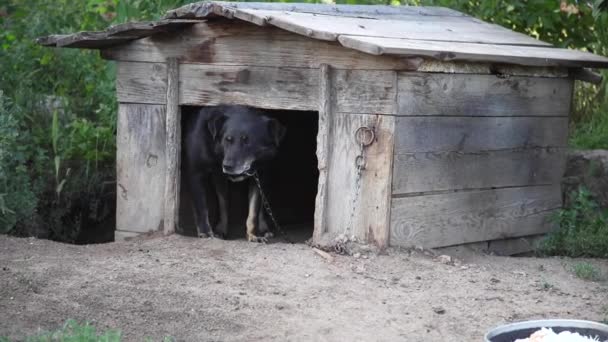 Przerażony Pies Związany Łańcuchu Siedzi Hodowli — Wideo stockowe