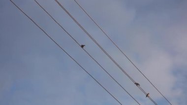 serçeler elektrik kabloları üzerinde oturup