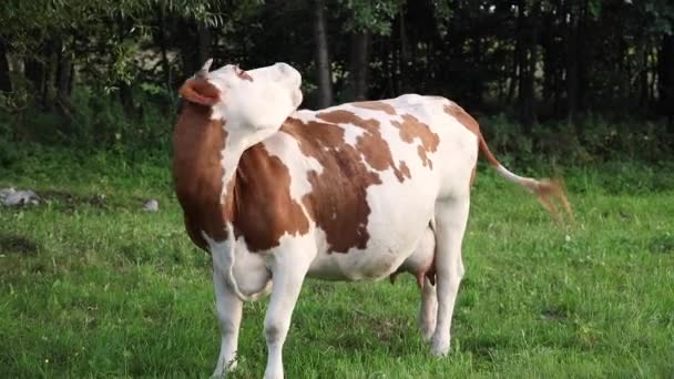 Λευκή Αγελάδα Κόκκινες Κηλίδες Τρώει Γρασίδι Ένα Καταπράσινο Βοσκότοπο Κοιτάζοντας — Αρχείο Βίντεο