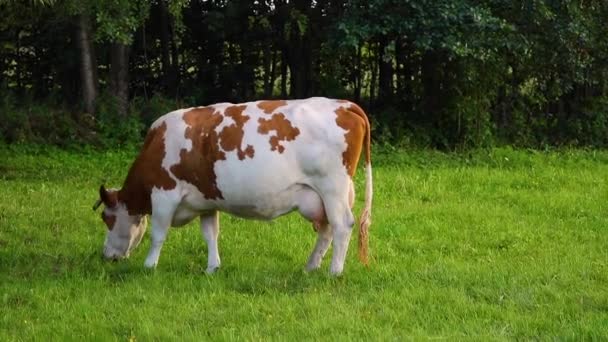 赤い斑点の白い牛は緑の牧草地で草を食べる — ストック動画