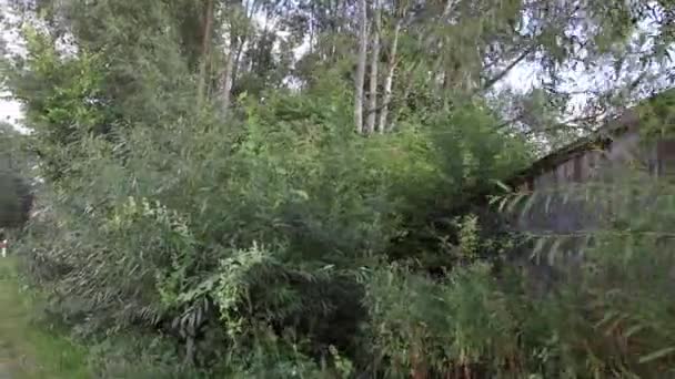 Árboles Matorrales Largo Del Camino — Vídeos de Stock