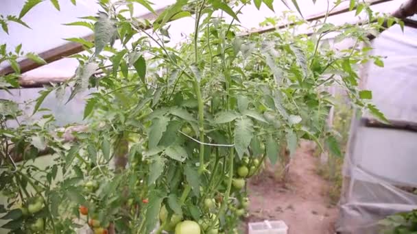 Tomates Vertes Non Mûres Poussent Sur Buisson — Video