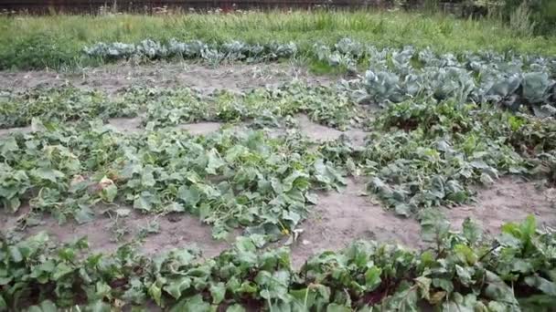 Vegetable Garden Recorded — Stock Video