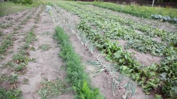 Gemüsegarten Von Oben Aufgenommen Verschiedenes Gemüse — Stockvideo