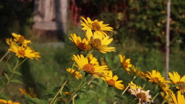 Flores Amarillas Ondean Viento — Vídeo de stock