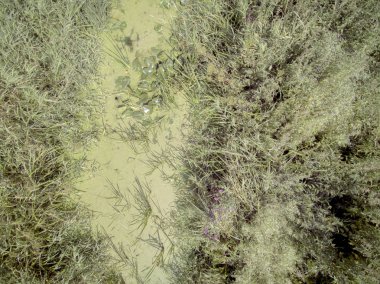 nehir kanalı çalılar ile büyümüş, su yosun ile kaplı