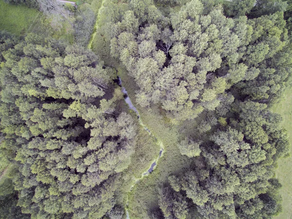 Canal de rivière envahi par les buissons, l'eau couverte d'algues , — Photo