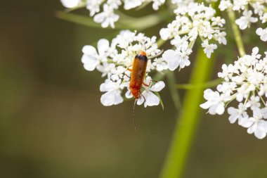 Rhagonycha fulva, bitkilerüzerinde küçük böcekler