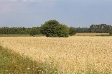 tahıl dolu alanlar, sağlıklı gıda