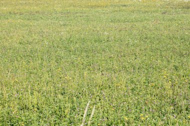 mera üzerinde yetişen yeşil çim, arka plan