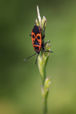 Pyrrhocoris apterus çim bıçak üzerinde oturuyor