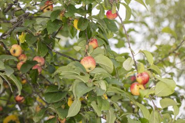 güzel elma ağaçta büyümek