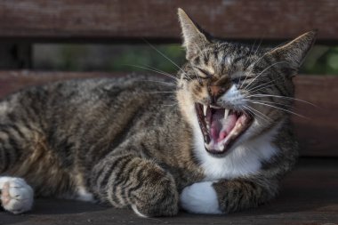 kedi bankta yatıyor, esneme