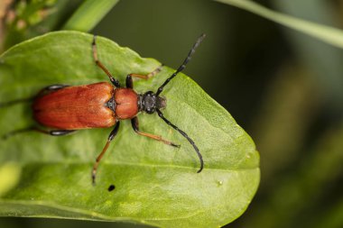 Cucujus cinnaberinus, kızıl ailesinden böcek, güzellik