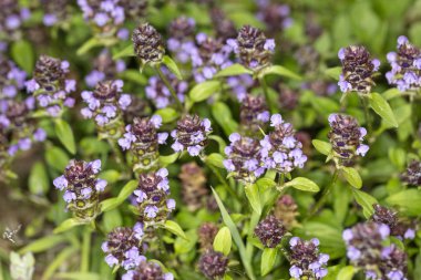 mor olgun yonca, yakın