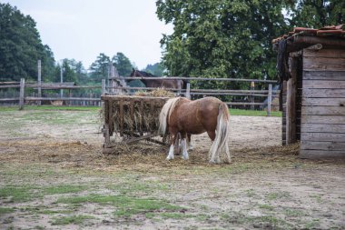 bahçesinde midilli bir apiary gelen saman yiyor