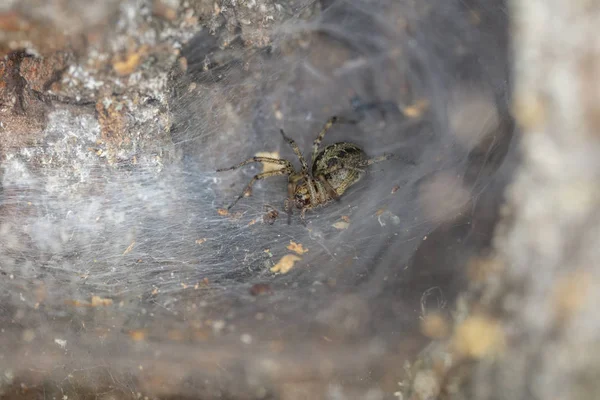 Spinne auf dem Spinnennetz — Stockfoto