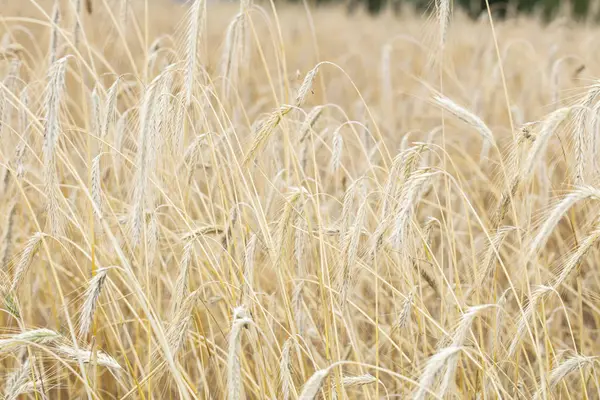 Champs pleins de céréales, aliments sains — Photo