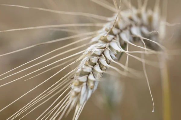 Champs pleins de céréales, aliments sains — Photo