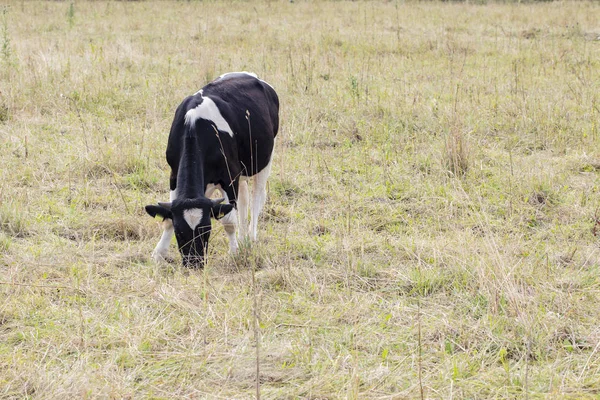 Animali da fattoria al pascolo, vacche da latte — Foto Stock