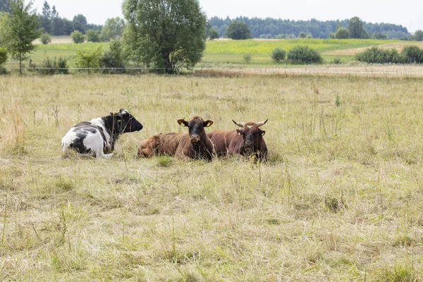 Εκτρεφμένα ζώα στο βοσκότοπο, οι γαλακτοπαραγωγές αγελάδες — Φωτογραφία Αρχείου