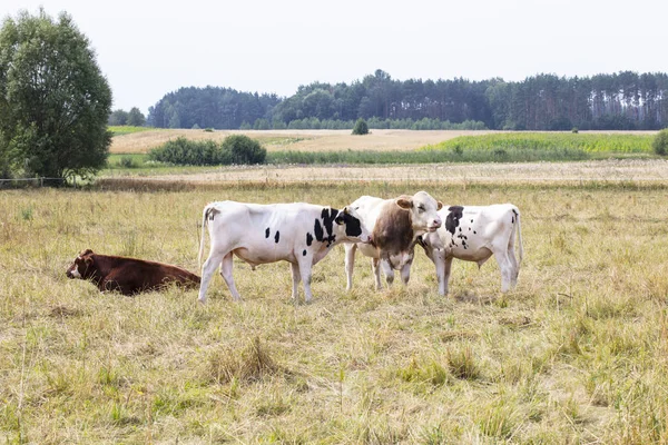 Zwierząt gospodarskich na pastwiskach, krów mlecznych — Zdjęcie stockowe