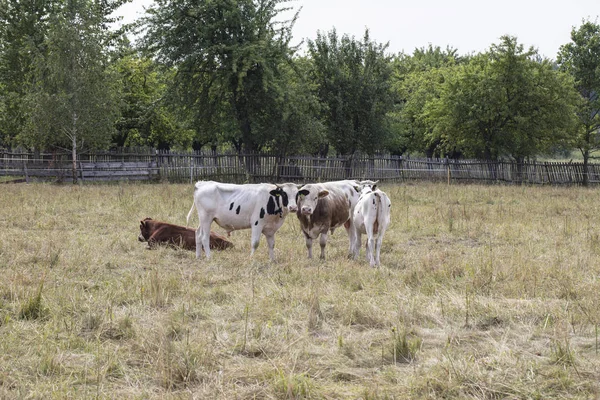 Εκτρεφμένα ζώα στο βοσκότοπο, οι γαλακτοπαραγωγές αγελάδες — Φωτογραφία Αρχείου