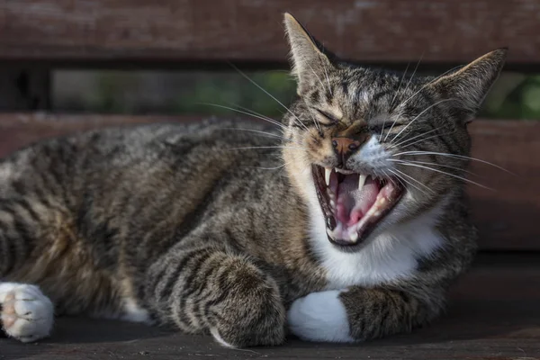 kedi bankta yatıyor, esneme