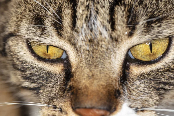 Hautnah auf die Augen einer Katze — Stockfoto