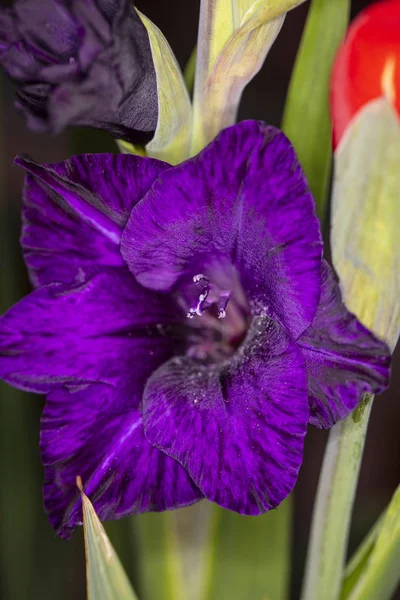 Nice fillet flower, close up — Stock Photo, Image