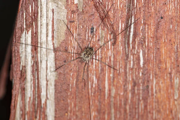 Spinne mit langen Beinen auf einem Holzbrett — Stockfoto