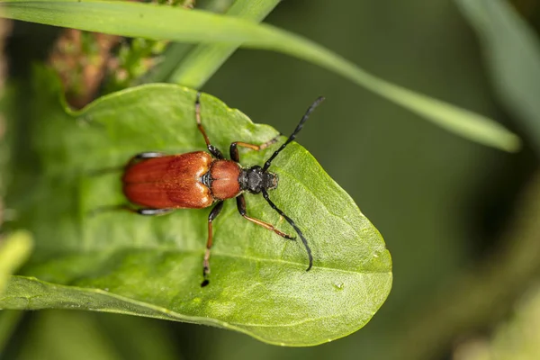 Cucujus cinnaberinus, escarabajo de la familia de carmesí, beautif —  Fotos de Stock