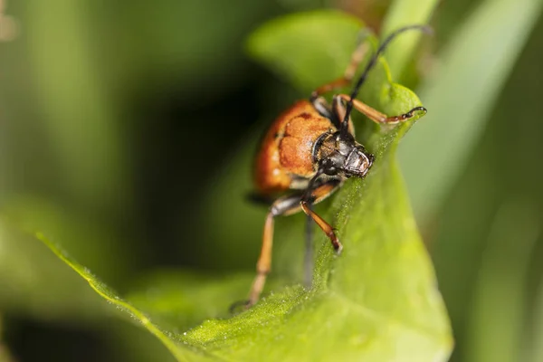 Cucujus cinnaberinus, kever uit de familie van Crimson, Moo — Stockfoto