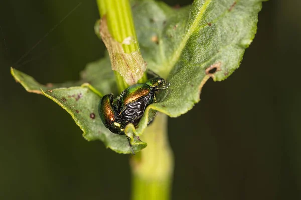 Chrysolina fastuosa, kleurrijke kevers reproduceren in de boezem van — Stockfoto