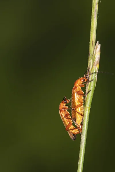 Rhagonycha fulva, pequeños insectos en las plantas —  Fotos de Stock