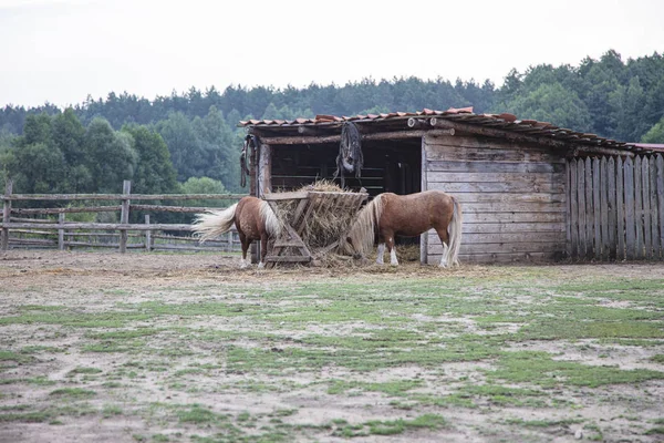 Dwa konie na podwórku jeść siano z pasary — Zdjęcie stockowe