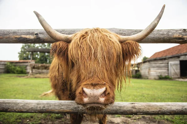 O gado das Terras Altas a espetar a cabeça pela vedação — Fotografia de Stock