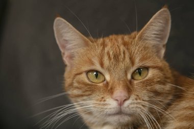 Güzel, genç, kızıl saçlı kedi fotoğraf için poz veriyor.