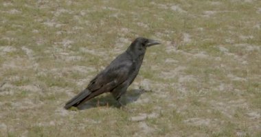 Karga sağa sola bakıyor, sıçrayarak kaçıyor.