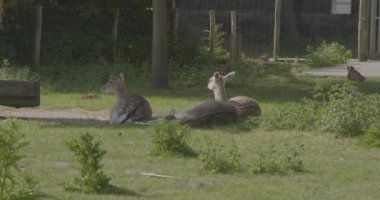 Bazı geyikler otlakta yatıp ot yiyorlar.
