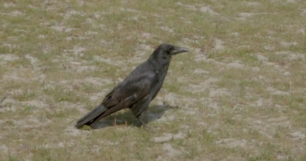 Ворона Дивиться Боку Бік Втікаючи Стрибках — стокове відео