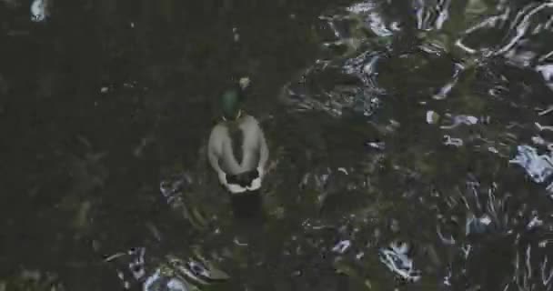 三只鸭子在池塘里游泳 — 图库视频影像